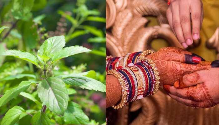 Tulsi Vivah 2019: Muhurat timings, legend and rituals