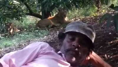 Caught on camera: Gujarat man poses in front of two lions for pic