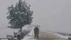 Apple harvest suffers due to snowfall in Jammu and Kashmir's Shopian, Pulwama