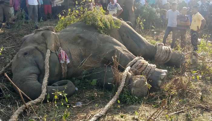 Captured rogue elephant 'Laden' dies in captivity in Assam