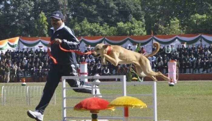 In a first, stray dog trained for sniffer squad, courtesy Uttarakhand Police