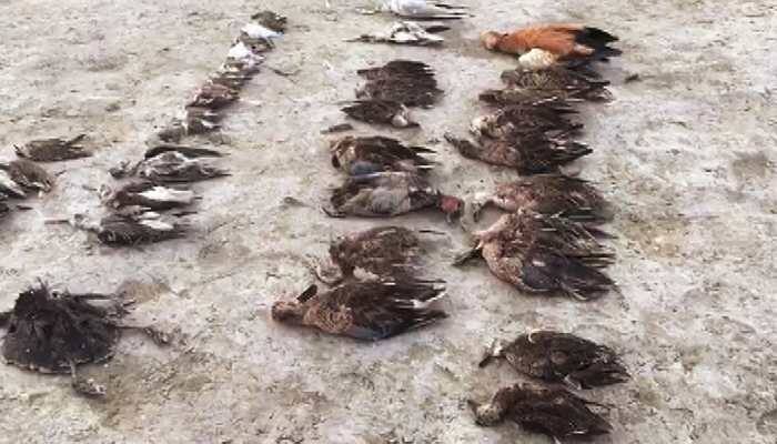 Avian botulism killed over 20,000 migratory birds at Rajasthan's Sambhar lake: Lab report