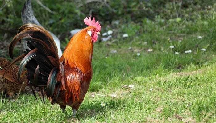 Murder of rooster: FIR registered against 7 in Bihar