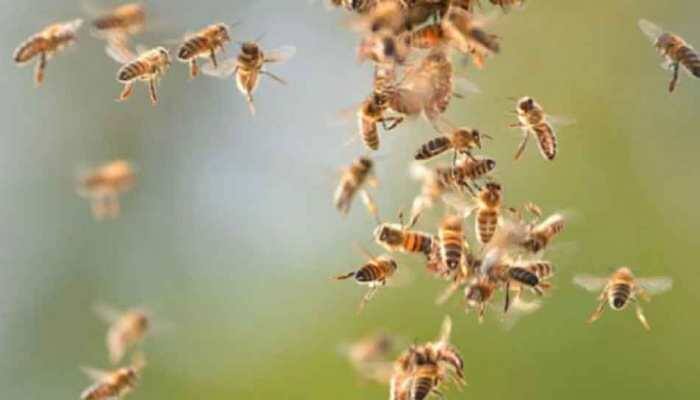 Bee attack leaves 60 students injured in Tripura