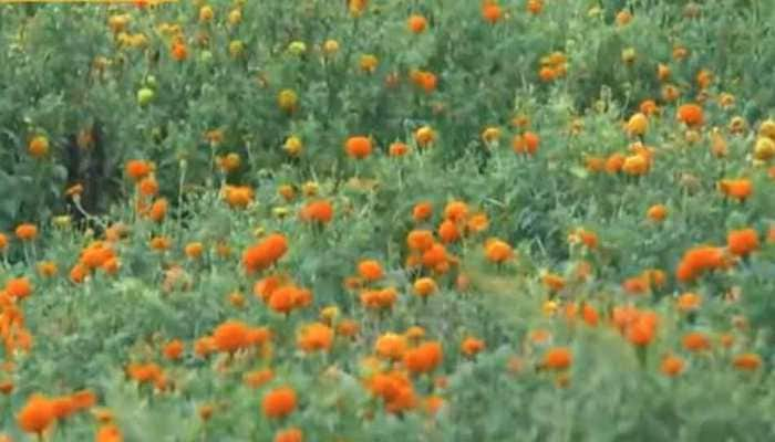 Carpet made using Banglore&#039;s marigold flower enters Guinness Book of World Records