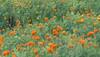 Carpet made using Banglore's marigold flower enters Guinness Book of World Records