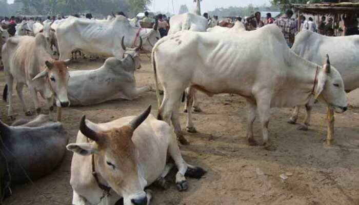 Uttar Pradesh minister wants cow safaris for stray cattle