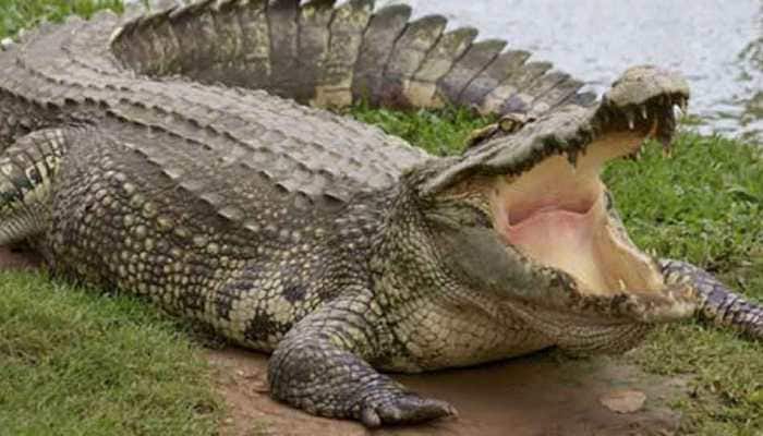 Watch: 12-feet crocodile venturing into the fields of Gujarat&#039;s Vadodara
