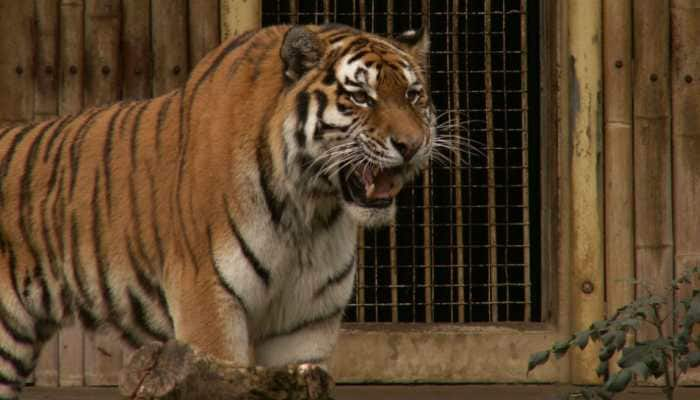 On camera: Tiger chases tourist jeep at Ranthambore National Park, video is viral