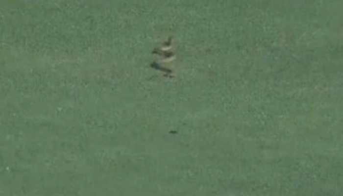 Watch: Rain... no, 'snake stops play' in Andhra vs Vidarbha Ranji Trophy match in Vijaywada