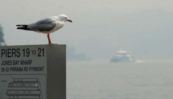 Hazardous Sydney smoke turns up heat in Australia's climate politics