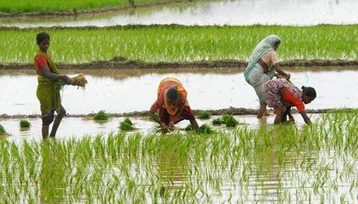 Heavy rain, hailstorm damages crops in Madhya Pradesh&#039;s Dewas