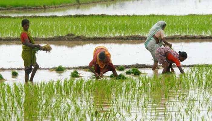 Heavy rain, hailstorm damages crops in Madhya Pradesh's Dewas