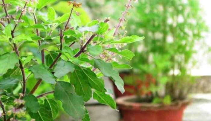 Tulsi Pujan Day: All you need to know