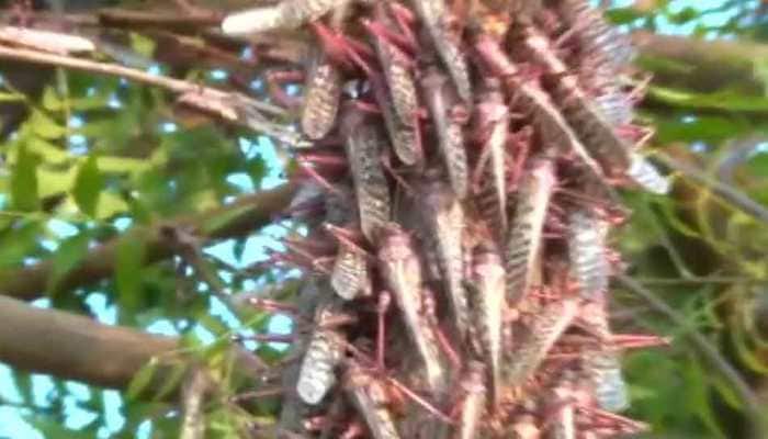 Locust swarm attack in Gujarat: Centre sends team to help farmers in state