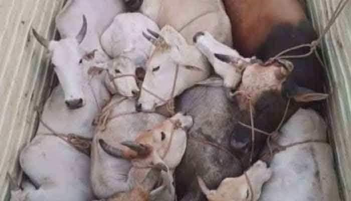 Firing between Gau rakshaks and cow smugglers in Haryana 