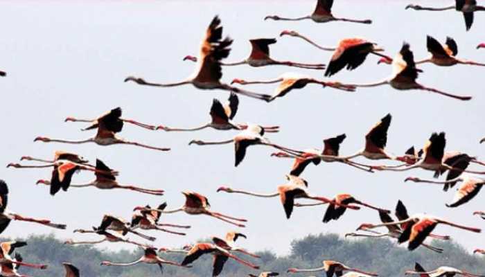 Uttar Pradesh&#039;s Sambhal witnesses heavy influx of Siberian cranes