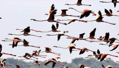 Uttar Pradesh's Sambhal witnesses heavy influx of Siberian cranes