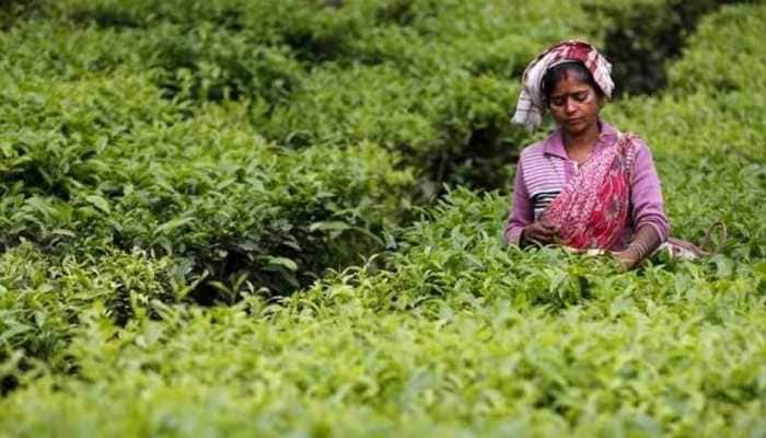 Aromas help tea plants resist cold weather: Study