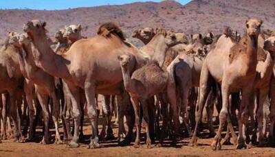 Thousands of feral camels to be killed in drought-stricken north-west Australia: Report