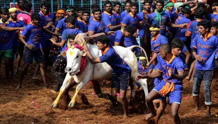 Jallikattu held in Tamil Nadu&#039;s Madurai; over 700 bulls participate