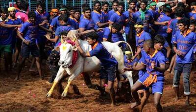Jallikattu held in Tamil Nadu's Madurai; over 700 bulls participate