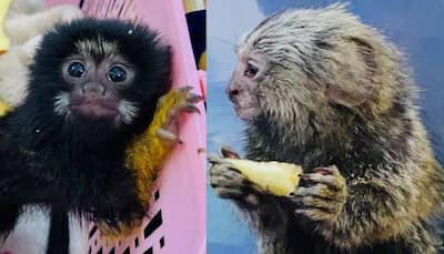 Rare species of monkeys, reptiles and rodents seized at Chennai Airport; 3 including organizer arrested