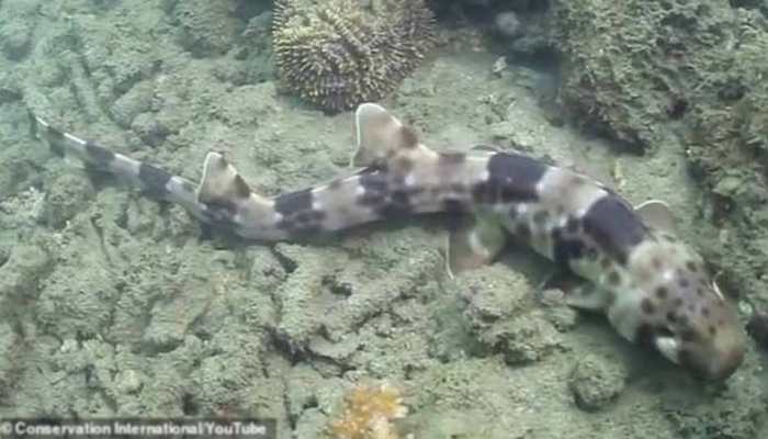 Four new species of &#039;walking sharks&#039; found off Australian coast
