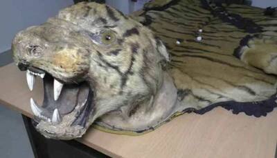 Royal Bengal Tiger skin recovered in Kolkata in joint operation by forest department officials