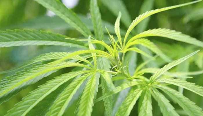Know the ill effects of marijuana on heart patients
