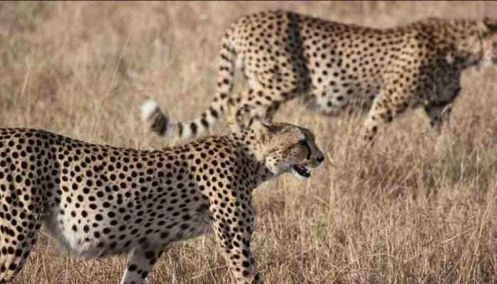 Supreme Court allows introduction of African Cheetah in India