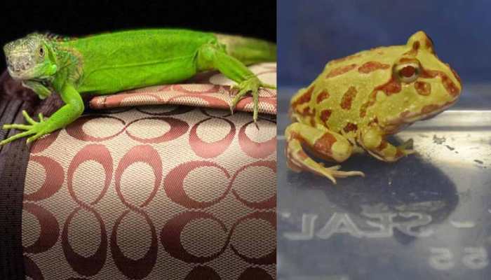 Customs officials undertake extra precautions while seizing exotic pets amid Coronavirus scare Customs officials undertake extra precautions while seizing exotic pets amid Coronavirus scare