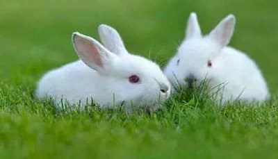 Indian scientists find way to make swine vaccine without killing rabbits