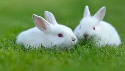 Indian scientists find way to make swine vaccine without killing rabbits