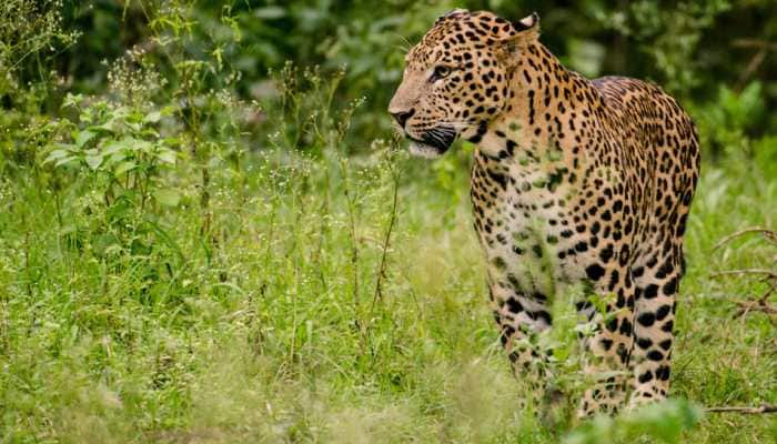 Leopard conservation required due to rapid decline in population