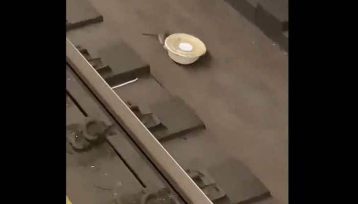 Rat hauls salad bowl along New York subway tracks, video goes viral, Twitterati lauds