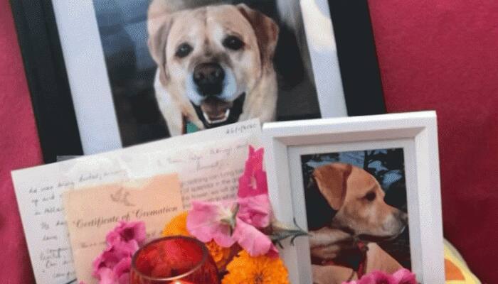 Indian comes from New Zealand to immerse dog's ashes in Ganga, performs last rites