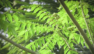 Curry leaves help to control blood sugar levels, diabetes management: Report