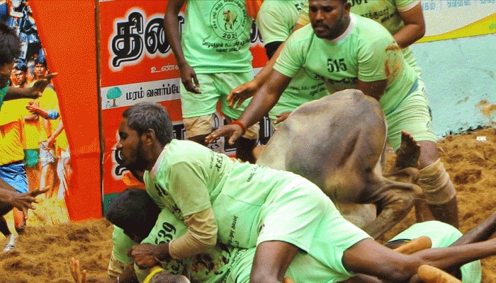  Jalikattu event kills 1, injures 15 in Coimbatore