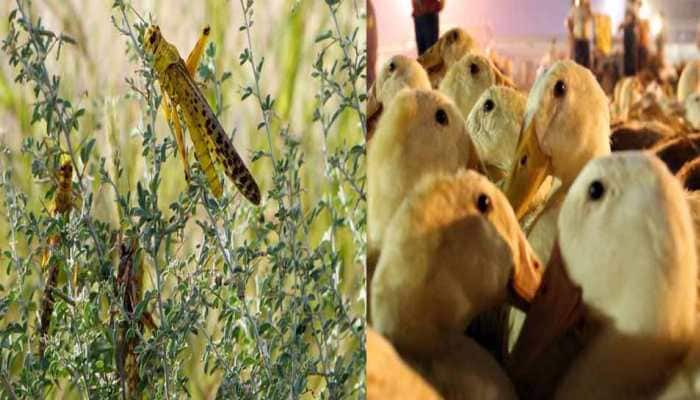 China to send 'army' of one lakh ducks to help Pakistan fight locusts