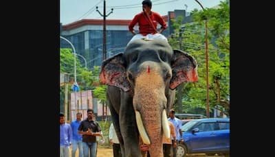 Guruvayur temple's elephant ‘Gajaratnam’ Padmanabhan dies, hundreds of devotees offer tributes at funeral