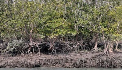 Indiscriminate cutting of Mangrove trees creating havoc in West Bengal's Sundarbans