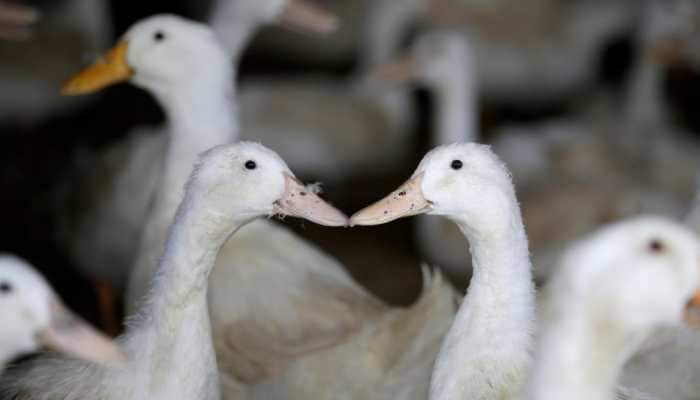 China&#039;s duck army not coming to rescue Pakistan from locust swarms