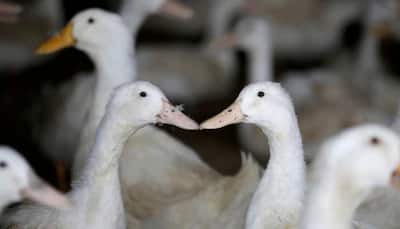 China's duck army not coming to rescue Pakistan from locust swarms