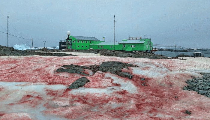 Astounding images of blood-red snow in Antarctica go viral, Twitterati call it &#039;climate change sign&#039;