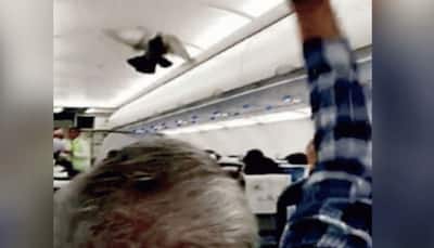 Pigeon spotted inside Ahmedabad-Jaipur GoAir flight, take-off delayed by 30 minutes