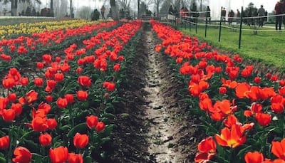 Asia's largest tulip garden at Kashmir to witness 13 lakh flowers at full bloom this season