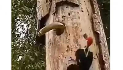 Woodpecker fights with deadly snake while saving her eggs; Watch video