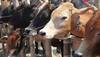 Cow urine, cow dung may cure Coronavirus: BJP MLA Suman Haripriya tells Assam assembly