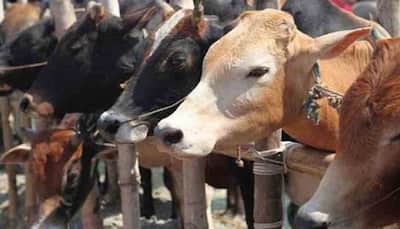 Cow urine, cow dung may cure Coronavirus: BJP MLA Suman Haripriya tells Assam assembly